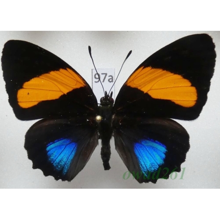 Callicore lyca aegina (C. & R. Felder, 1861) Peru97a